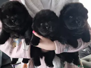 Chow Chow dogs Pedigree Black Chow Chow Puppies 3 Girls & 1 boy - Advert 7