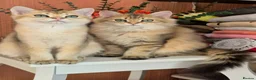 British Longhair cats for sale: British Longhair/Shorthair black golden shaded  - Advert 17