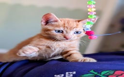 Mixed Breed cats for sale: Female and Male Ginger Kittens  - Image 12