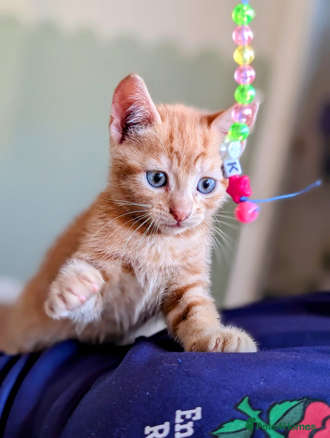 Mixed Breed cats for sale: Female and Male Ginger Kittens  - Image 12