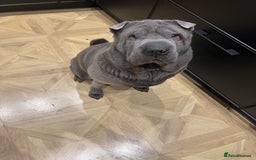 Shar Pei dogs for sale: Beautiful Shar Pei pups - Image 7