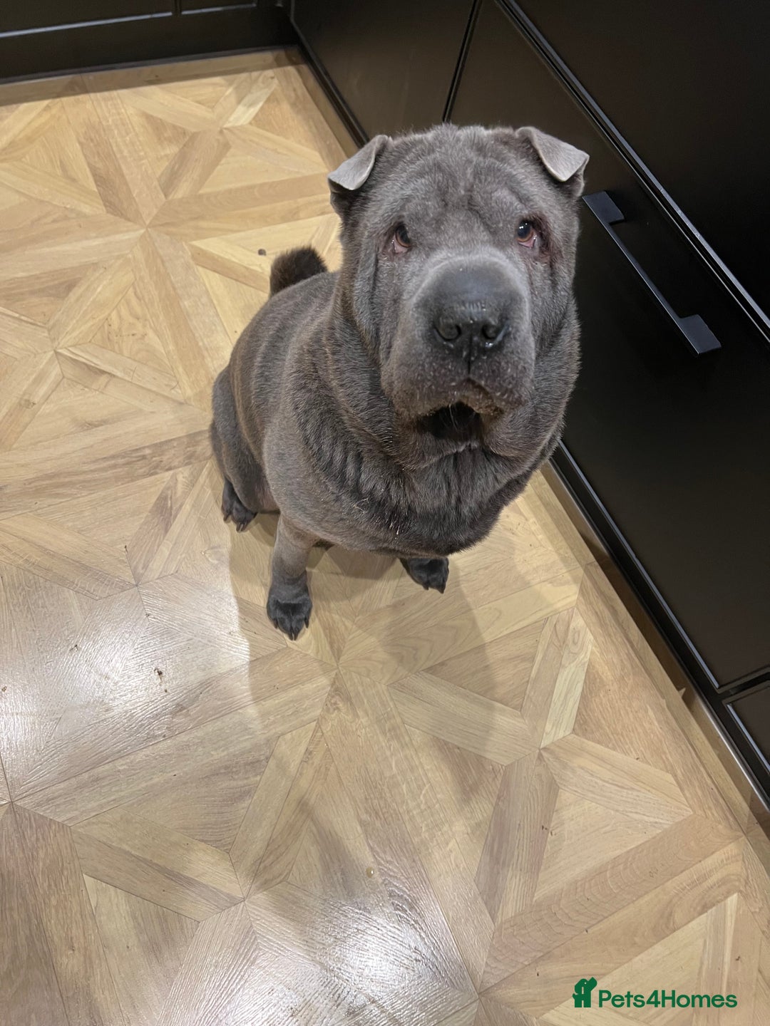 Shar Pei dogs for sale: Beautiful Shar Pei pups - Image 7