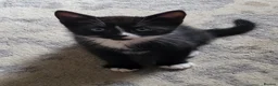 Mixed Breed cats for sale: 3 male kittens for sale - Advert 2