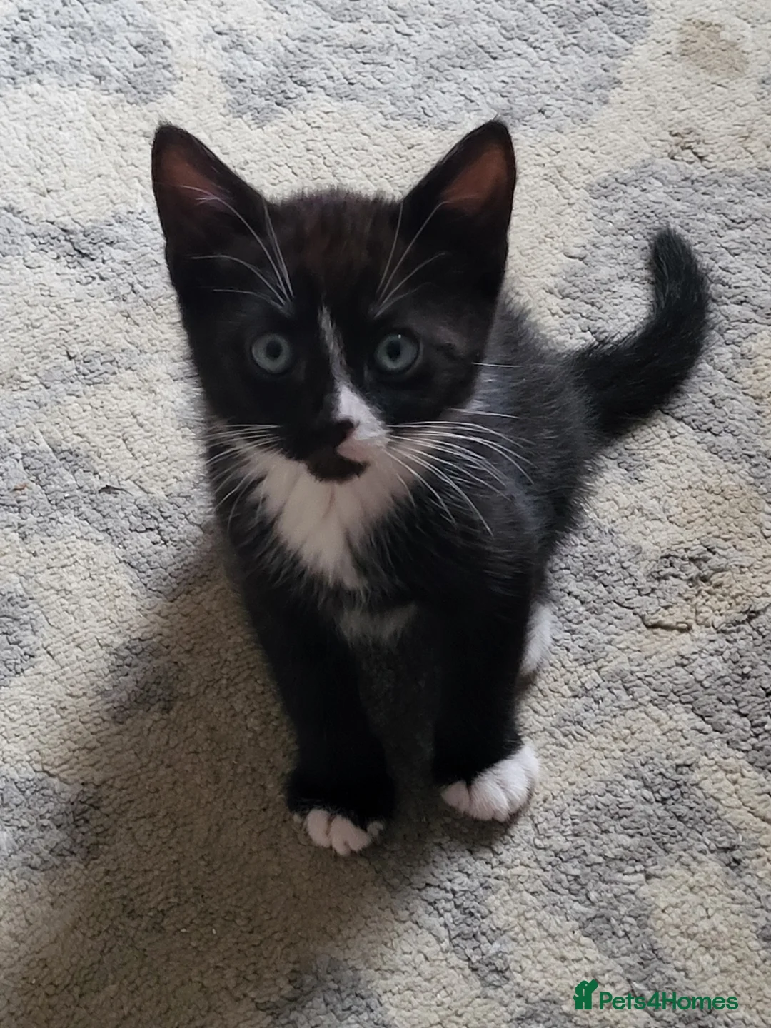 Mixed Breed cats for sale: 3 male kittens for sale - Advert 2