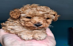 Toy Poodle dogs for sale: Tiny toy poodle female apricot - Image 8