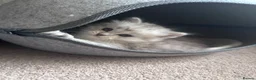 Mixed Breed cats for sale: Beautiful Fluffy Kittens – BritishLonghair&Ragdoll in Penicuik - Advert 25