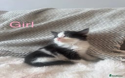 Mixed Breed cats for sale: Mix breed kittens  - Image 7