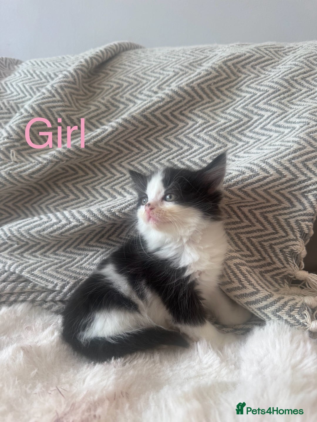 Mixed Breed cats for sale: Mix breed kittens  - Image 7