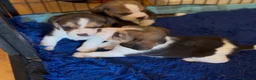 Beagle dogs for sale: BEAUTIFUL PEDIGREE BEAGLE PUPS - Advert 2
