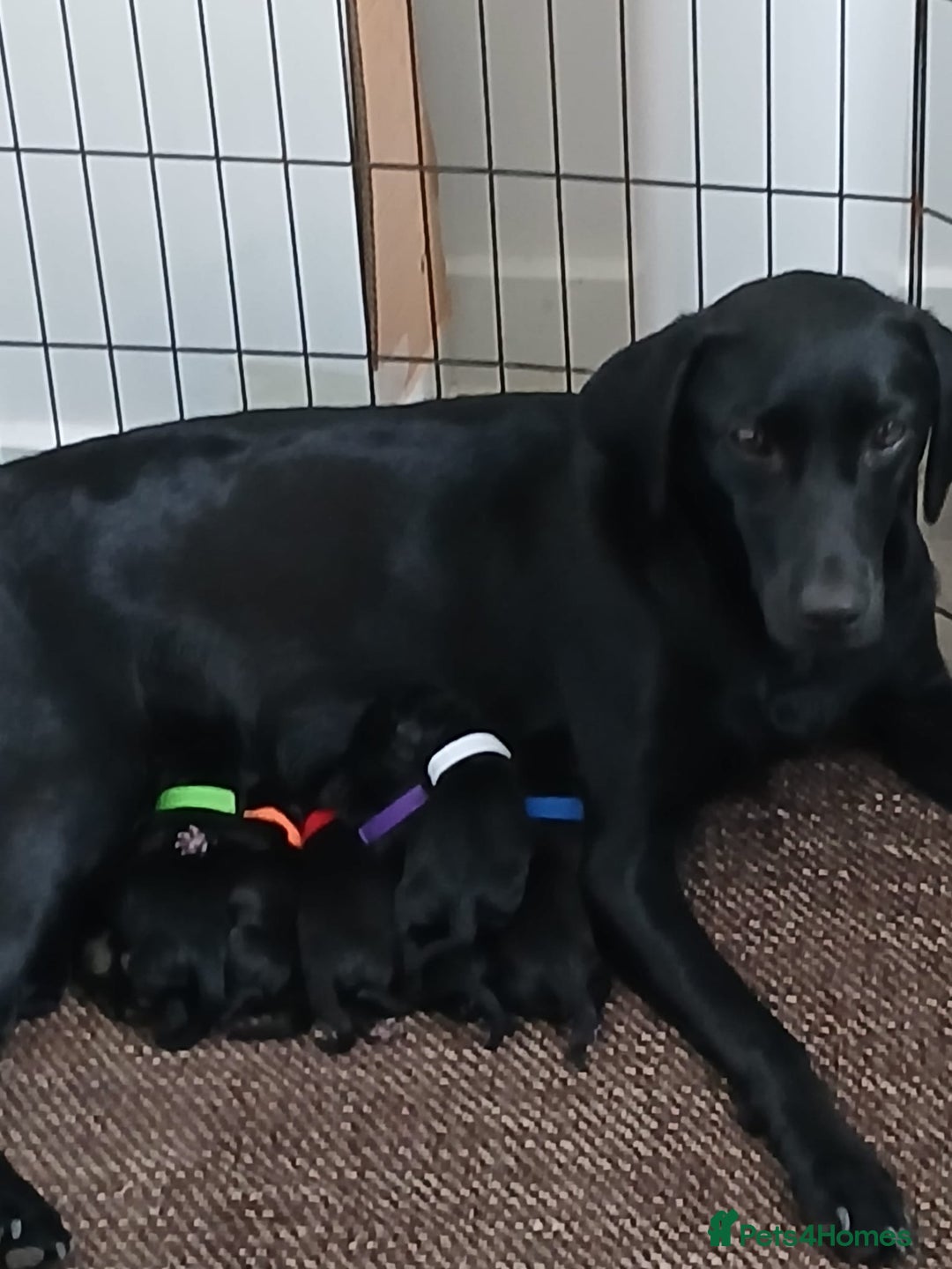 Labrador Retriever dogs for sale: Quality KC registered BLK Labrador Retriever Bitch - Image 2