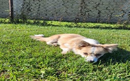 Mixed Breed dogs for adoption: Lilly for adoption - Image 9