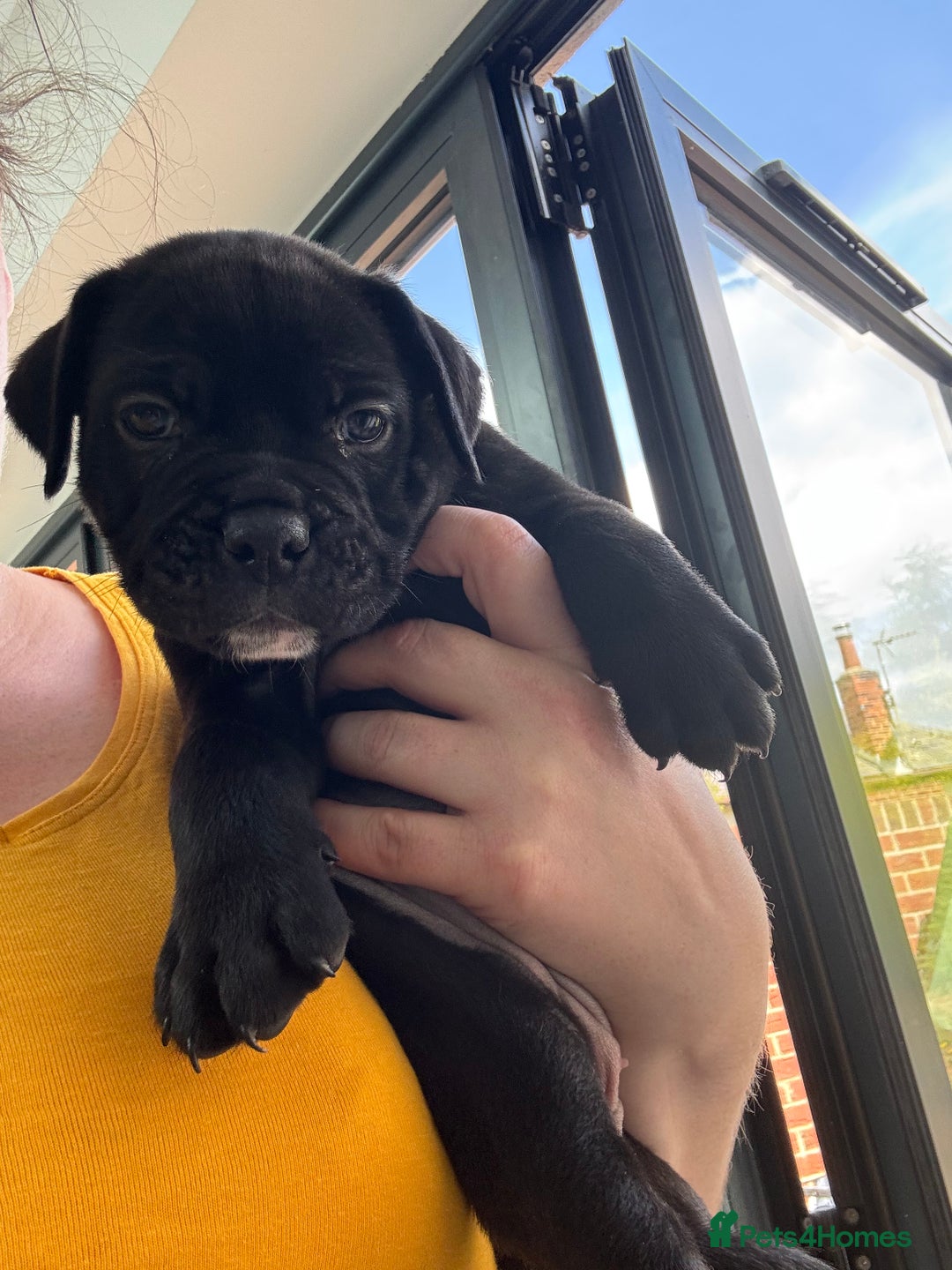 Mixed Breed dogs for sale: canó corso cross british bulldog stunning colours  - Image 16