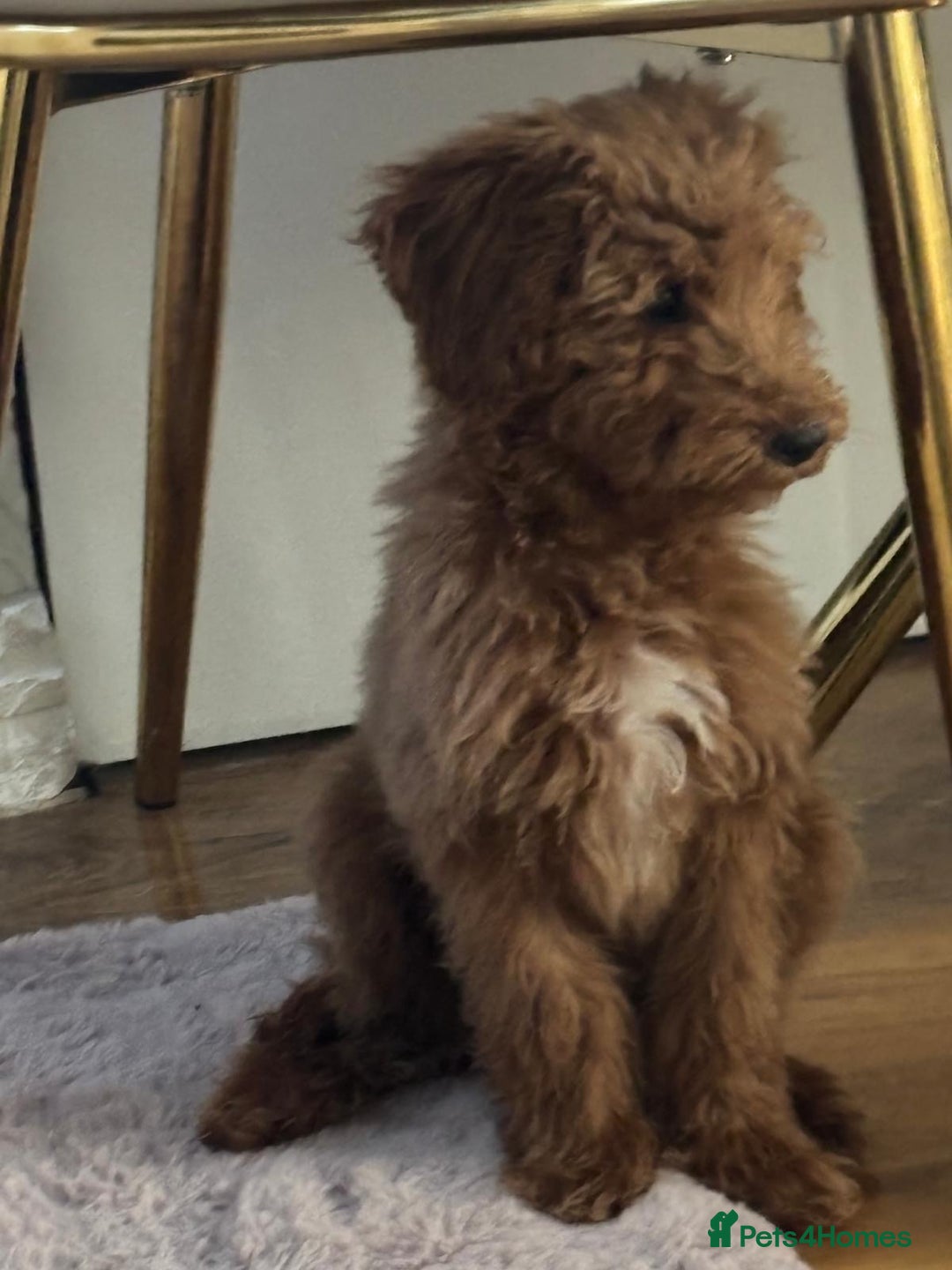 Goldendoodle dogs for sale: F1Goldendoodel puppies now ready for new home  - Advert 2