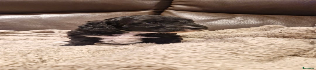 Cockapoo (green collar)