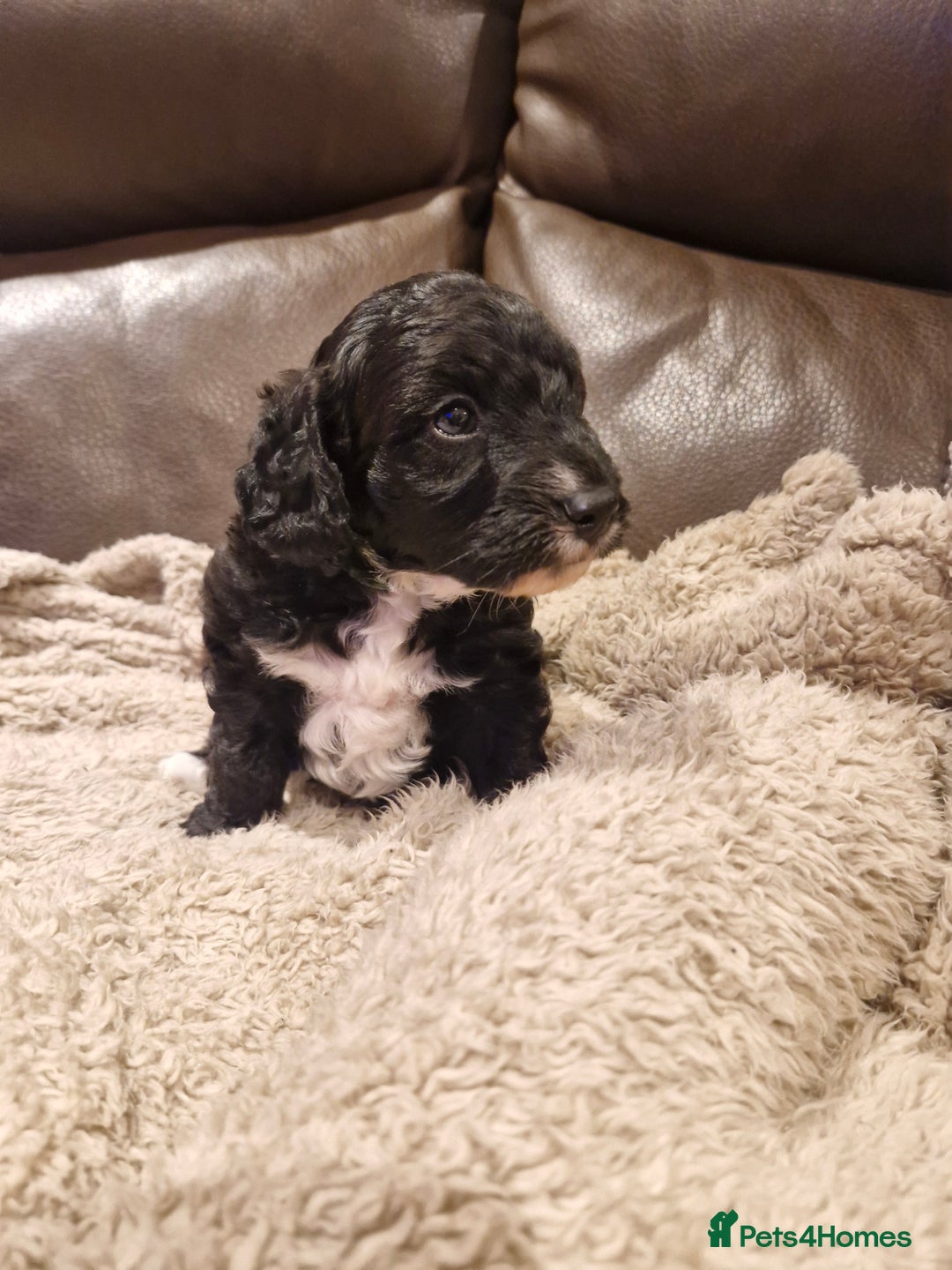 Cockapoo dogs for sale: F1B miniature/toy Cockapoos - Image 5