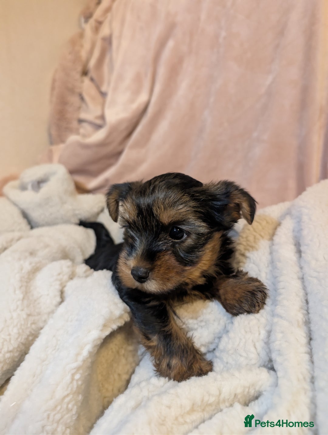 Yorkshire Terrier dogs for sale: Yorkshire Terriers ready for new home  - Advert 10