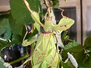 Snails invertebrates - Advert 1