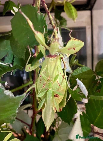 Snails invertebrates - Advert 1