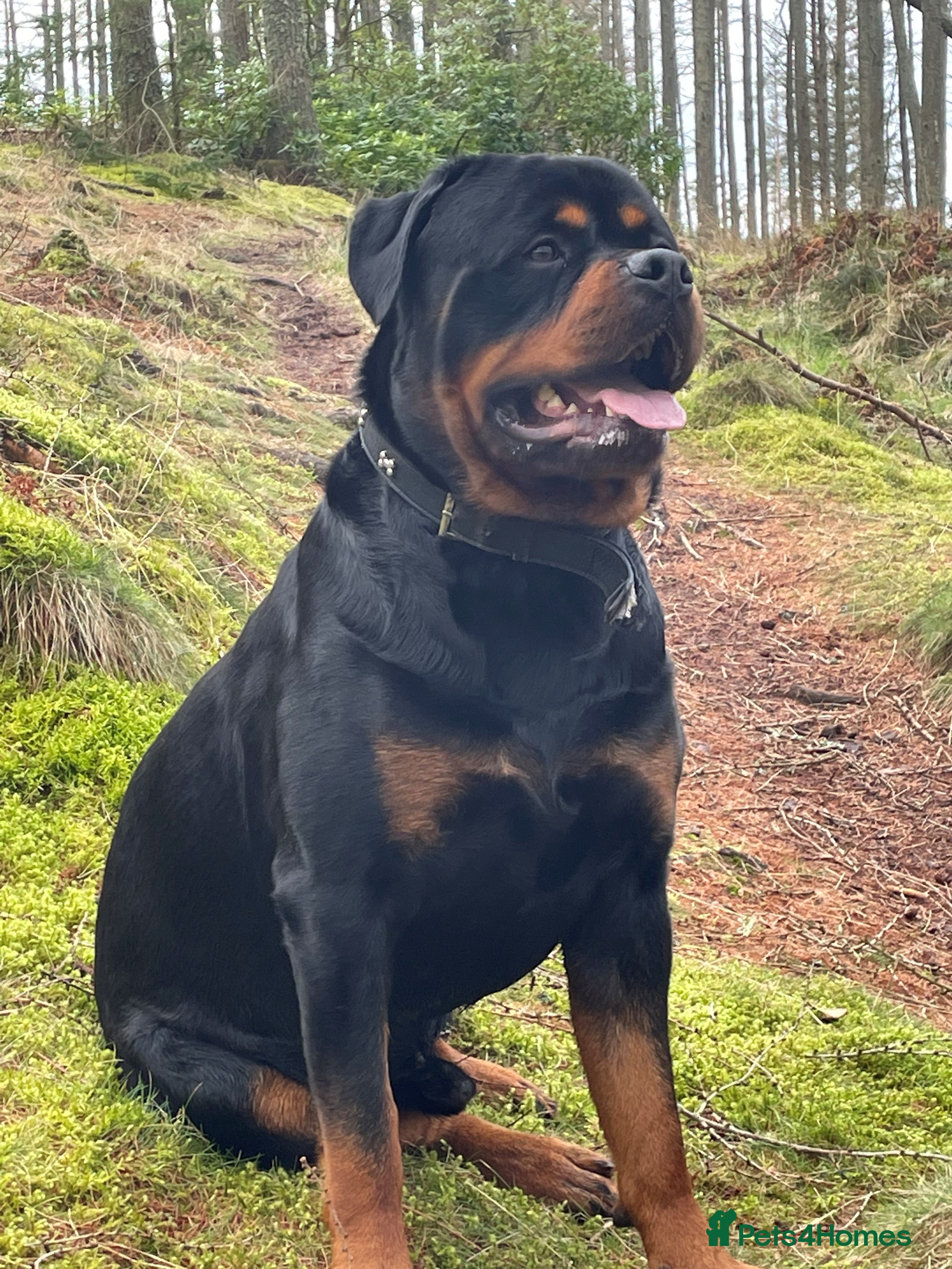 Rottweiler dogs BEAUTIFUL KC ROTTWEILER FOR STUD  - Advert 2