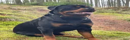 Rottweiler dogs for stud: BEAUTIFUL KC ROTTWEILER FOR STUD  - Advert 1