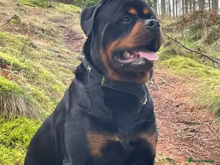 Rottweiler dogs BEAUTIFUL KC ROTTWEILER FOR STUD - Advert 10