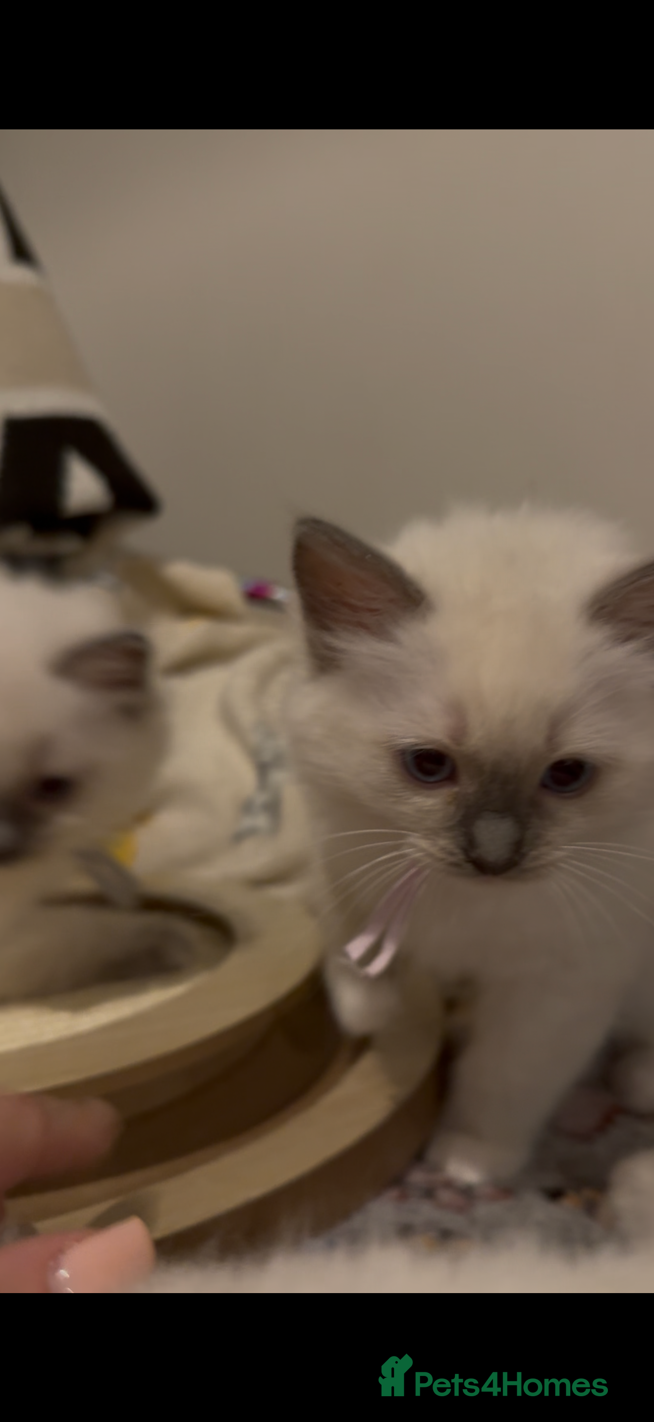 Ragdoll cats 6 Beautiful ragdoll kittens ready now - Advert 2