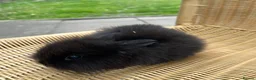 Lionhead rabbits for sale: Baby Lionhead bunnies ready to reserve ! - Advert 4