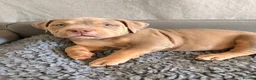 American Bully dogs for sale: Puppies for sale - Advert 10