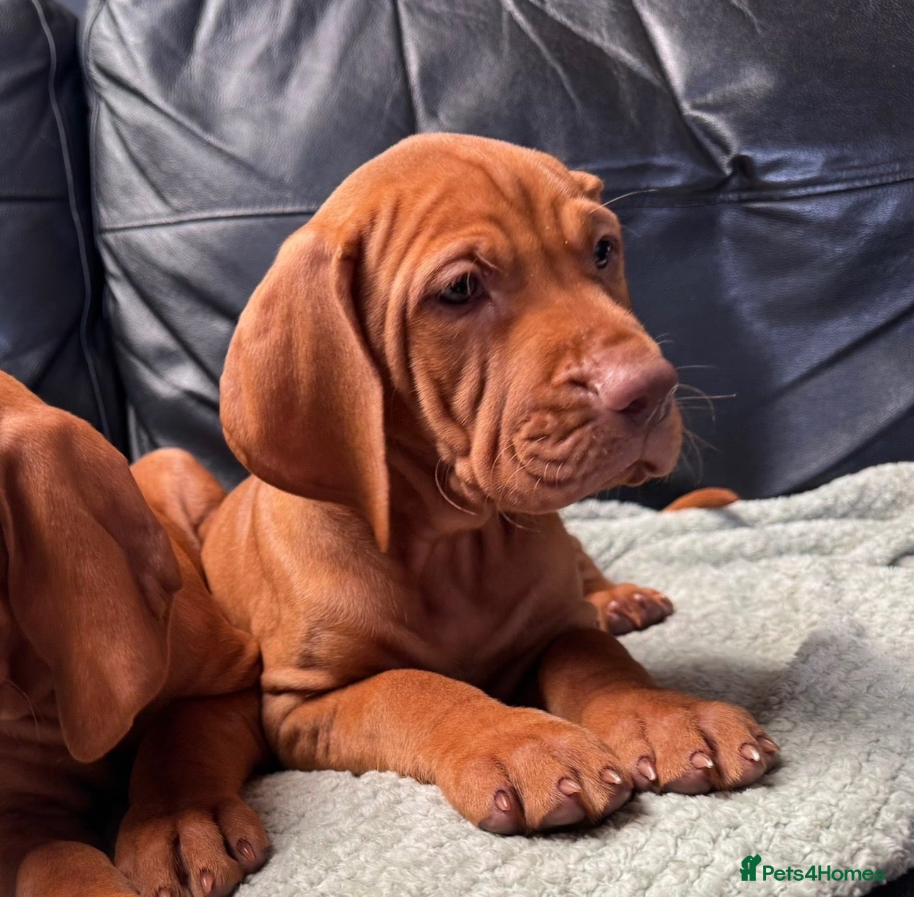 Hungarian Vizsla dogs Last 1, Gorgeous Hungarian Vizsla puppies  - Advert 4