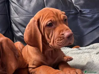 Hungarian Vizsla dogs Last 1, Gorgeous Hungarian Vizsla puppies - Advert 4