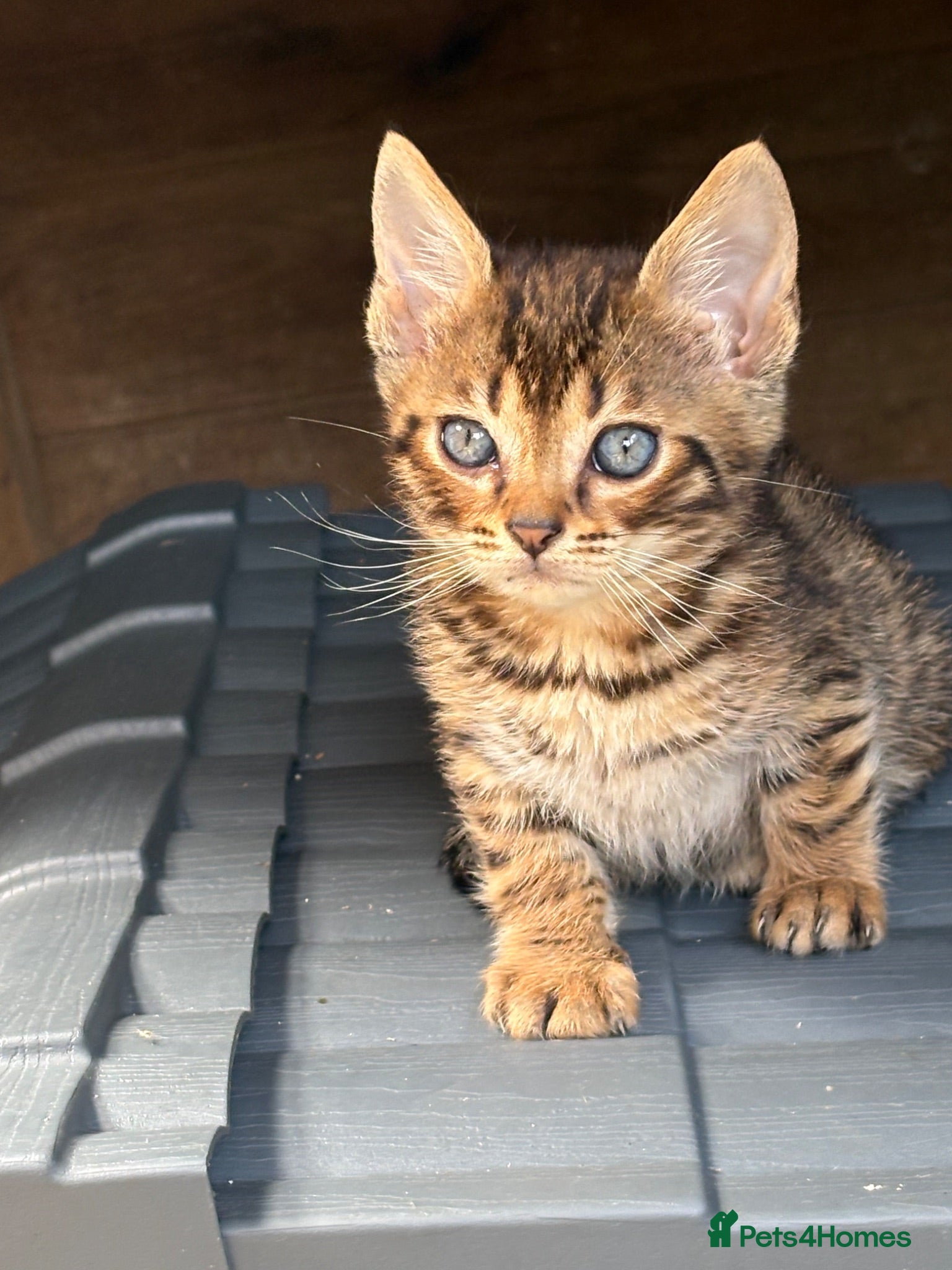 Bengal cats Bengal kittens pedigreed and Registered - Advert 4