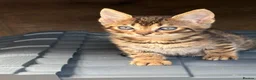 Bengal cats for sale: Bengal kittens pedigreed and Registered - Advert 1