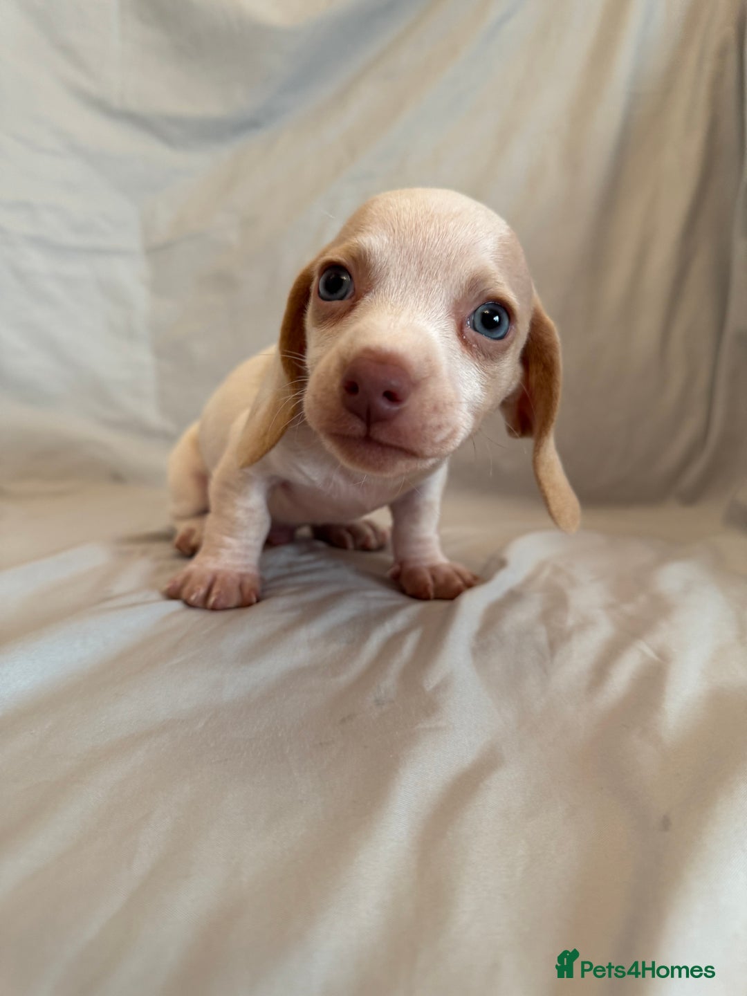 Dachshund dogs for sale: Miniature dachshund Puppies for sale  - Advert 5