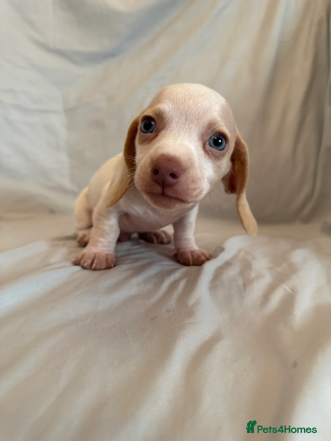 Dachshund dogs for sale: Miniature dachshund Puppies for sale  - Advert 5