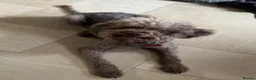 Mixed Breed dogs for sale:     Unique Lagotto Romagnolo × Staffy Puppies - Advert 3