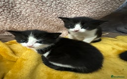 Mixed Breed cats for sale: Tuxedo kittens  - Image 2