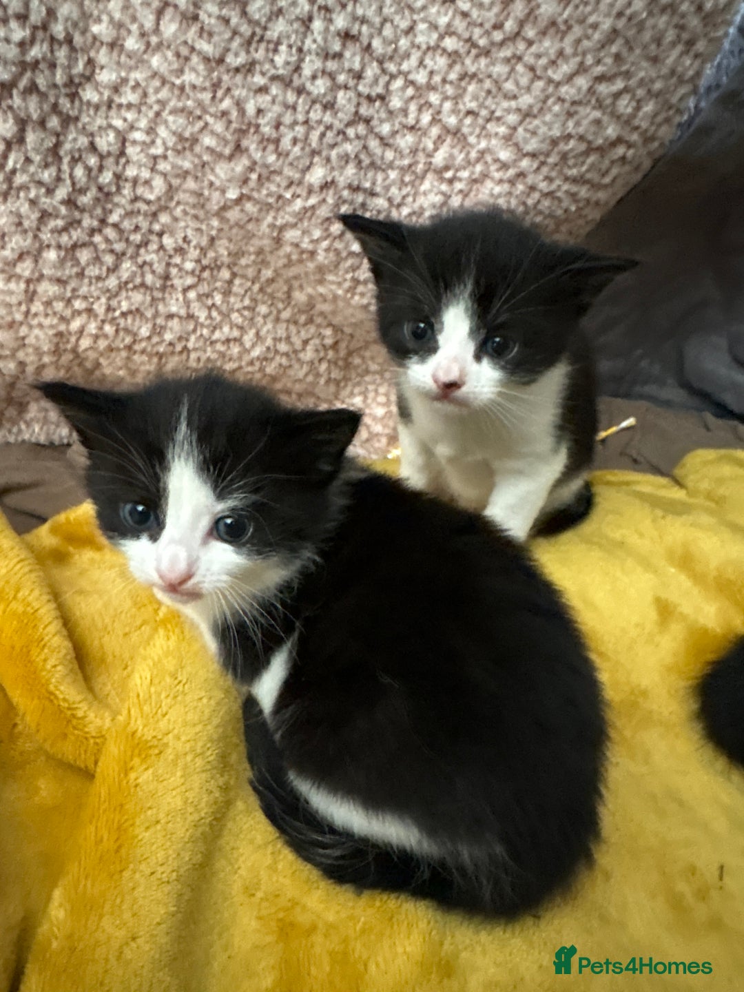 Mixed Breed cats for sale: Tuxedo kittens  - Image 2