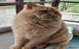 British Longhair cats for stud: Proven red British Longhair boy GCCF  - Image 4