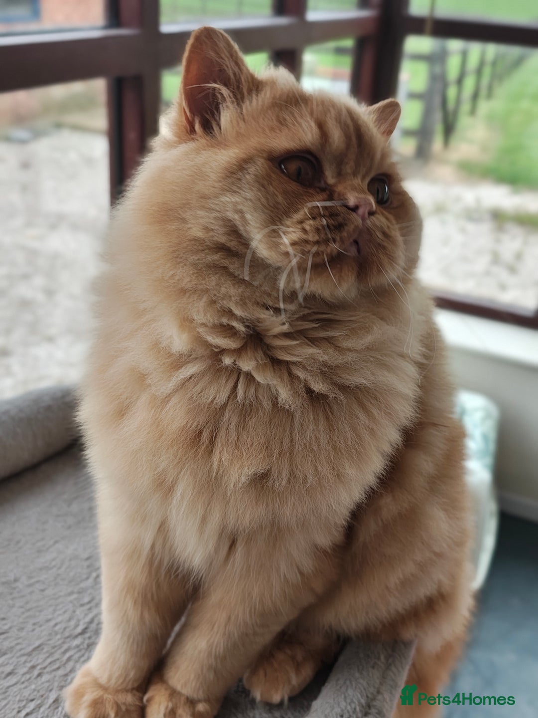 British Longhair cats for stud: Proven red British Longhair boy GCCF  - Image 4