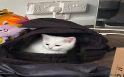 Mixed Breed cats for sale: 4 kittens ready for their new forever homes🏠 - Image 2