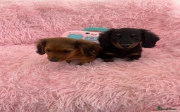 Miniature Dachshund dogs for sale: Dachshund - Image 2