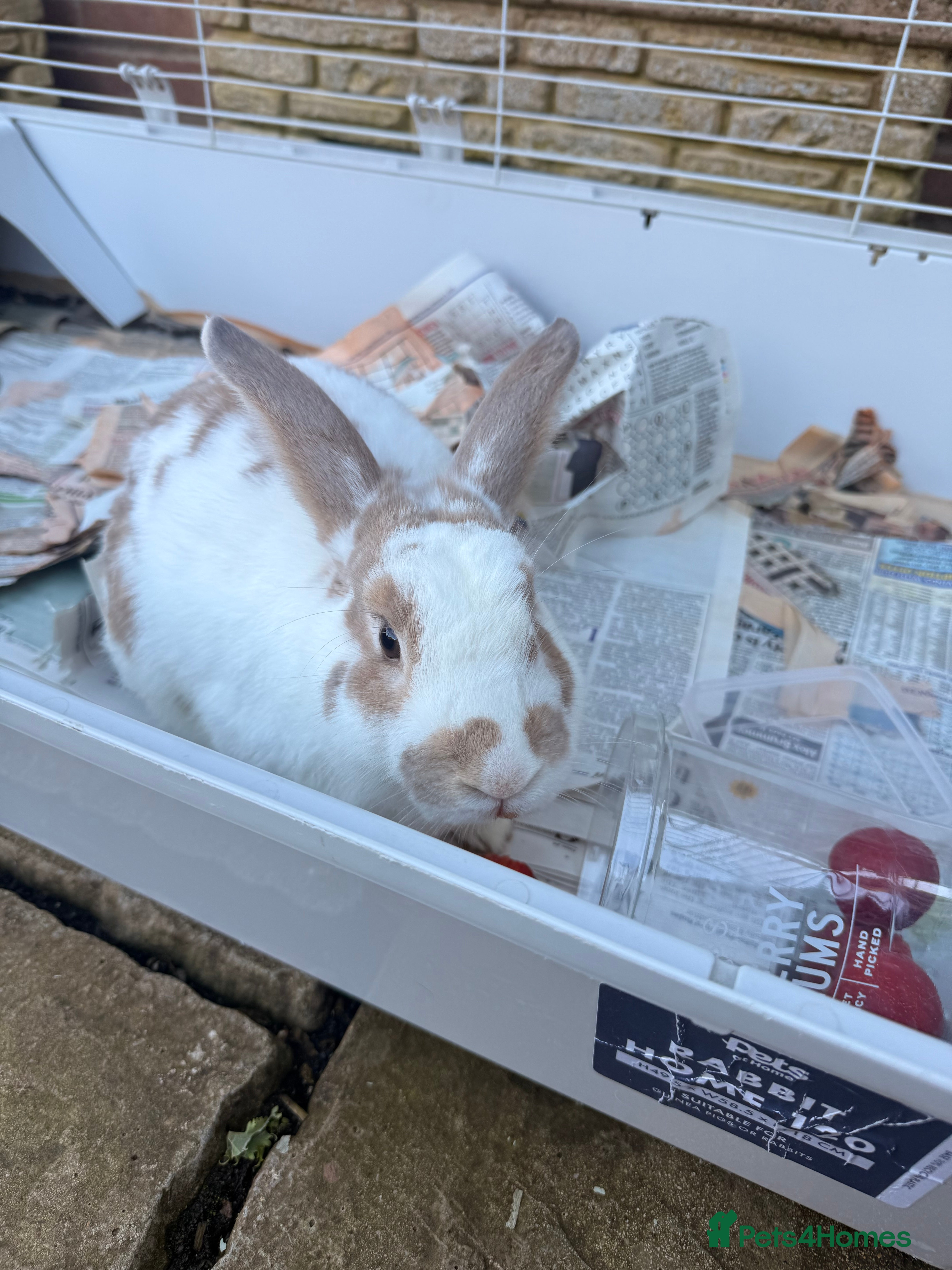 English Lop rabbits english lop beautiful rabbit Benji and cage  - Advert 23