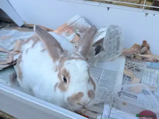English Lop rabbits english lop beautiful rabbit Benji and cage - Advert 23