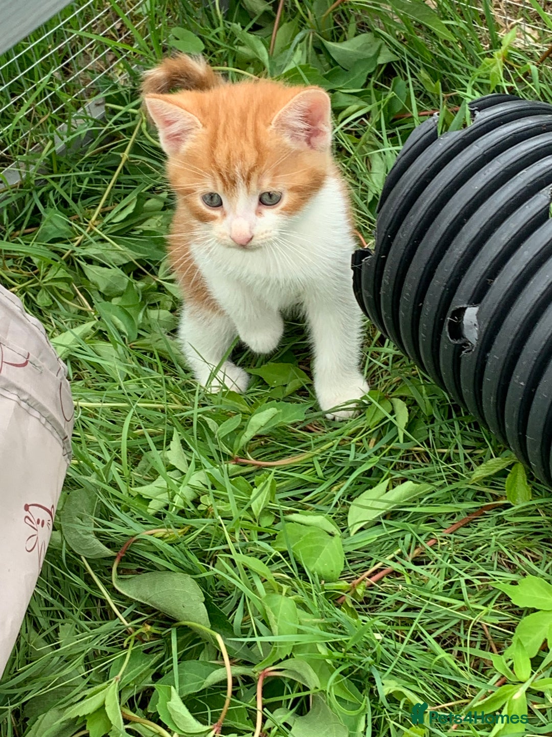 Mixed Breed cats for sale: Maine coon x Tabby kittens  - Image 8