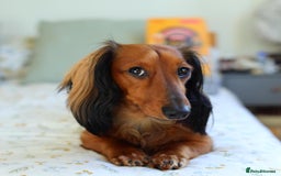 Miniature Dachshund dogs for stud: Meet Tequila – The Heart-Melting Hound! 🐾 - Image 4