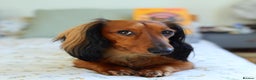 Miniature Dachshund dogs for stud: Meet our beautiful boy Tequila! - Advert 5