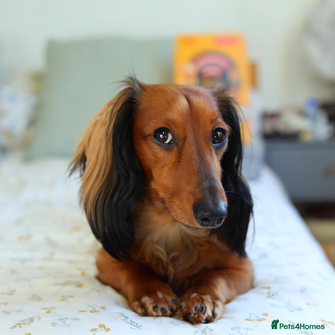 Miniature Dachshund dogs for stud: Meet our beautiful boy Tequila! - Advert 5
