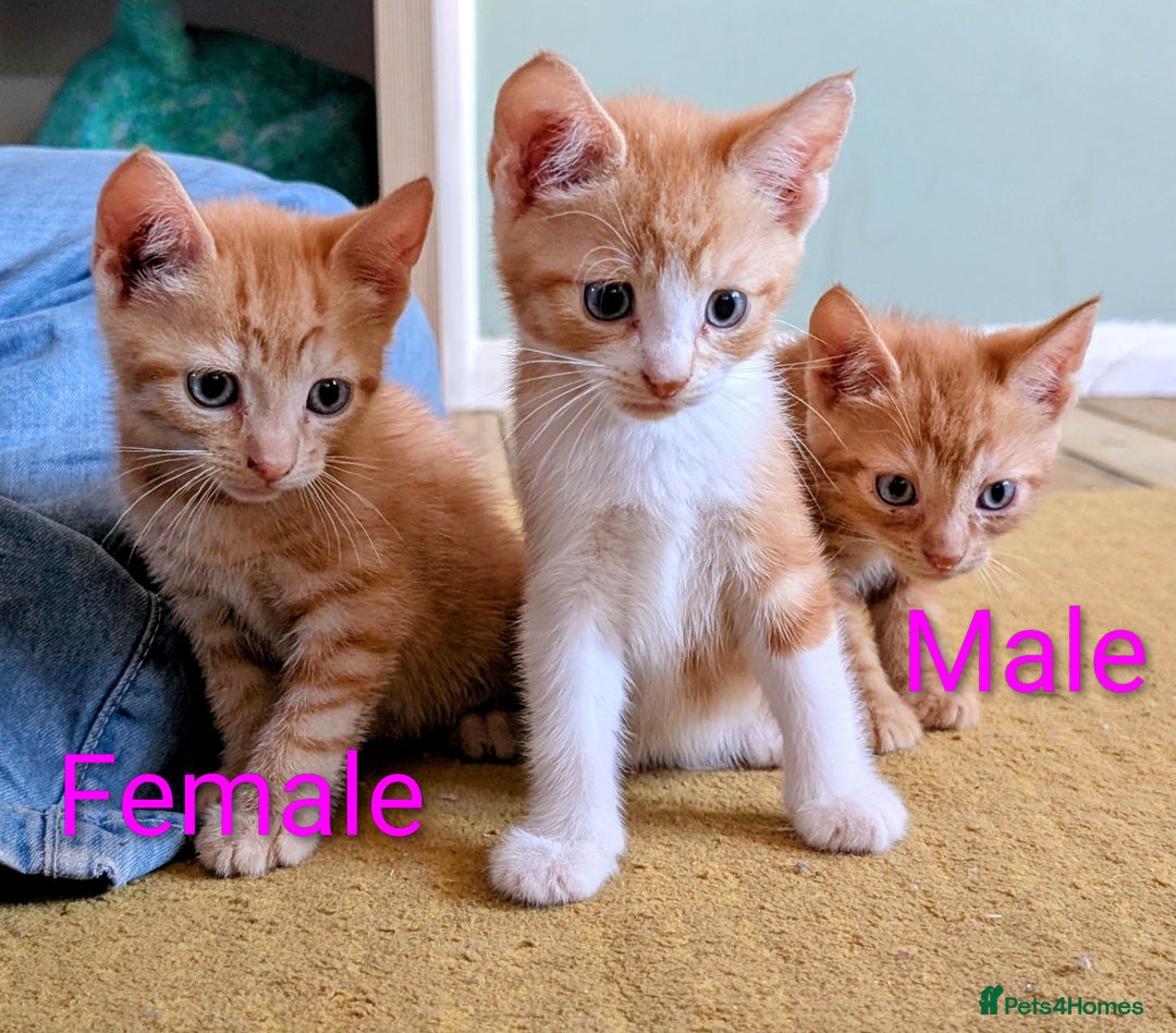Mixed Breed cats for sale: Female and Male Ginger Kittens  - Image 1