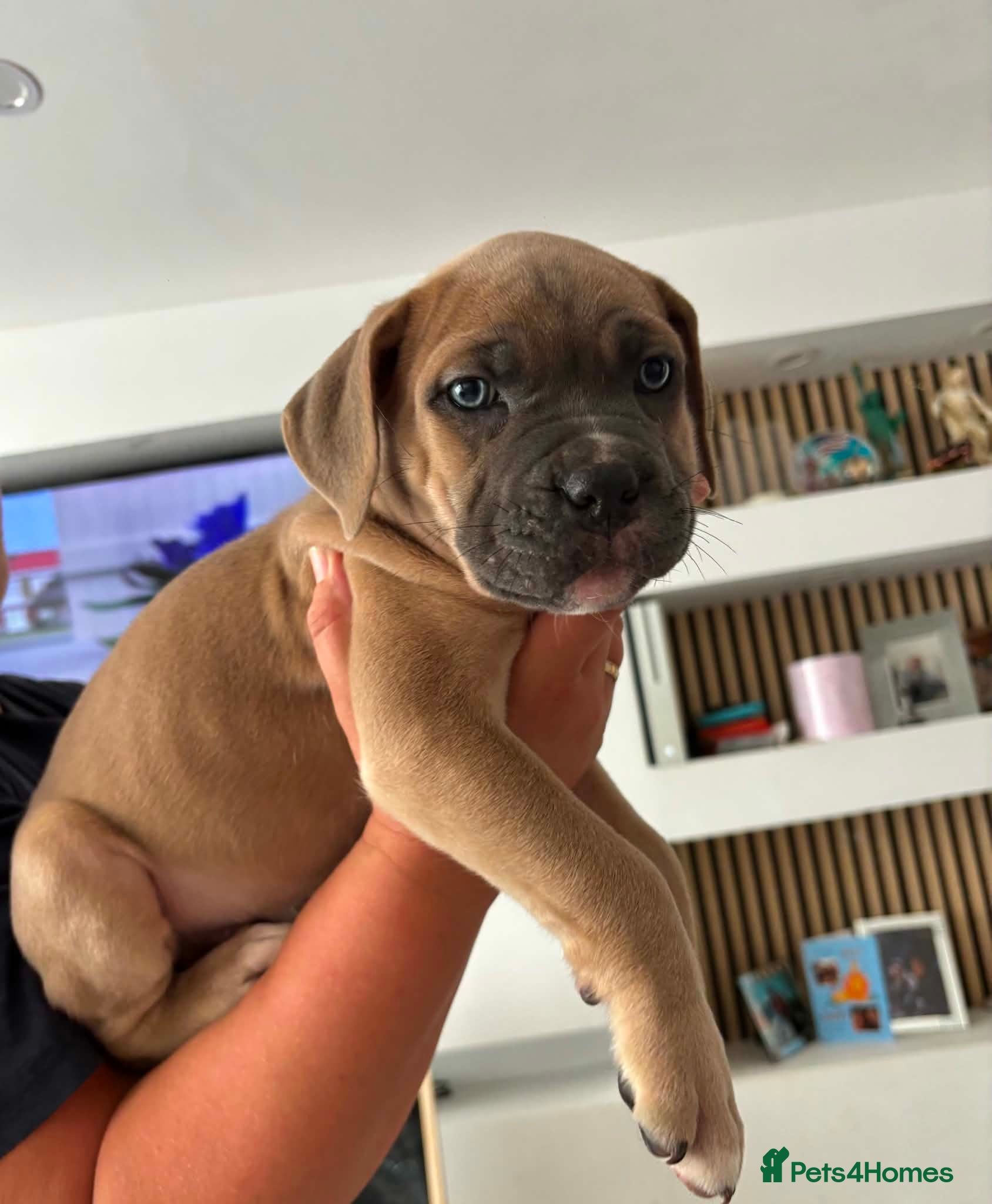 Cane Corso dogs ready to leave Tuesday ☺️ - Advert 1
