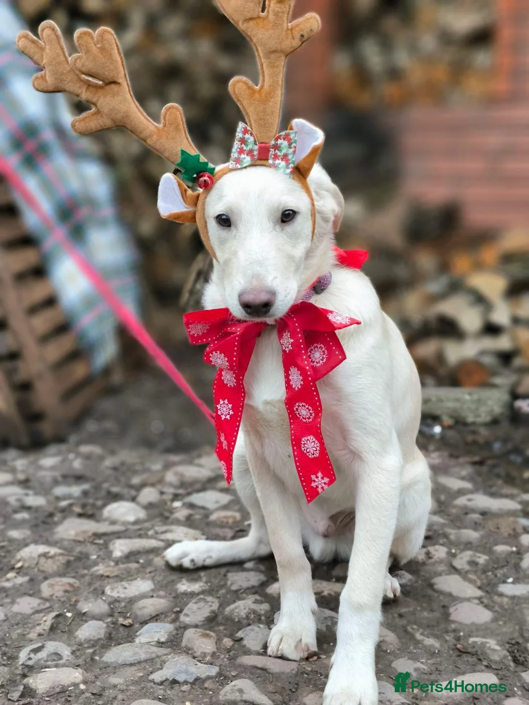 Mixed Breed dogs for adoption: 💙Morozko💙 - 8.5-month-old joyful boy - Advert 15